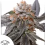 Насіння конопель Blue Zushi® NEW! від Dutch Passion